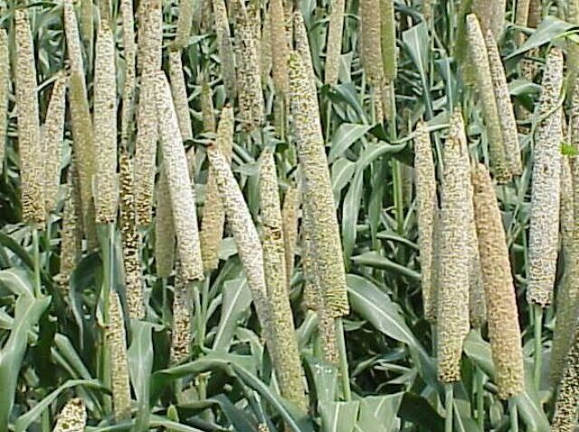 cropped-Grain_millet_early_grain_fill_Tifton_7-3-02-2.jpg