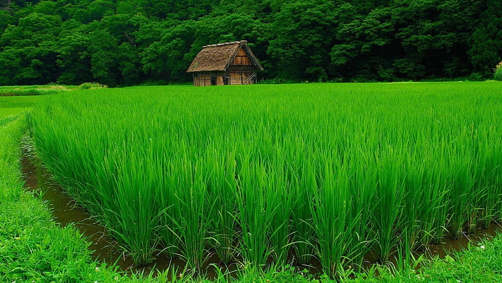 nature-landscape-green-water-wallpaper-preview