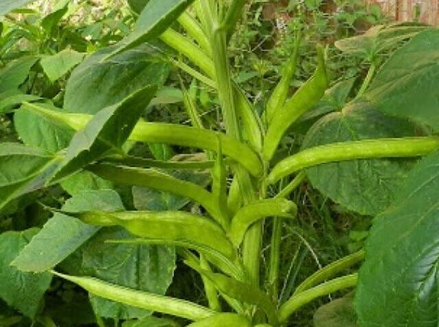 Cluster-bean-farming