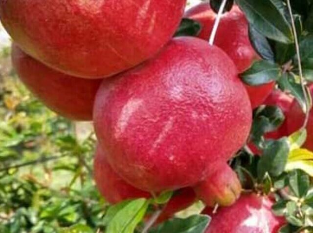 cropped-Pomegranate.jpg