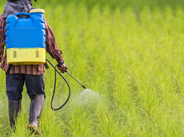 farmer spraying pesticide in the rice field.